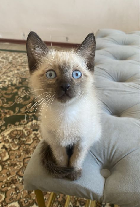 Продается тайский котёнок