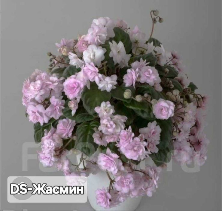 Фиалка 5 видов, Jolly Mars...