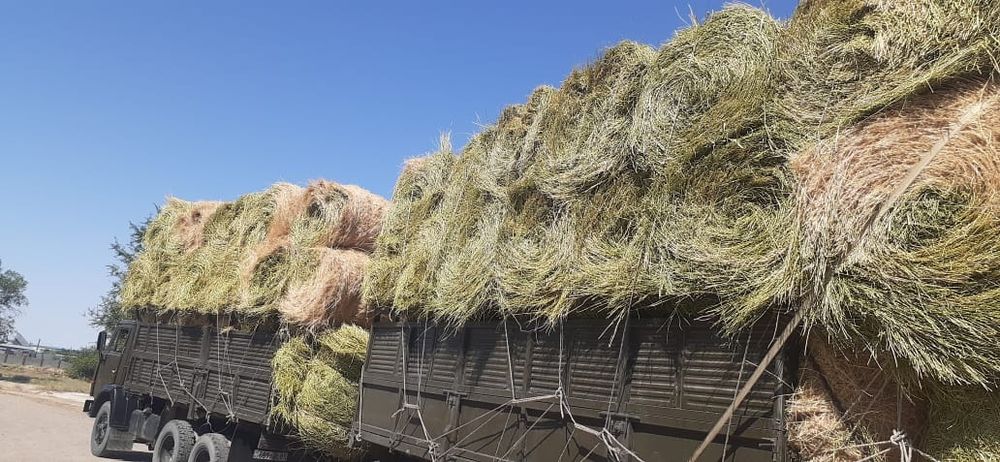 Сено люцерна. жоношка урлон жоношка сатамын