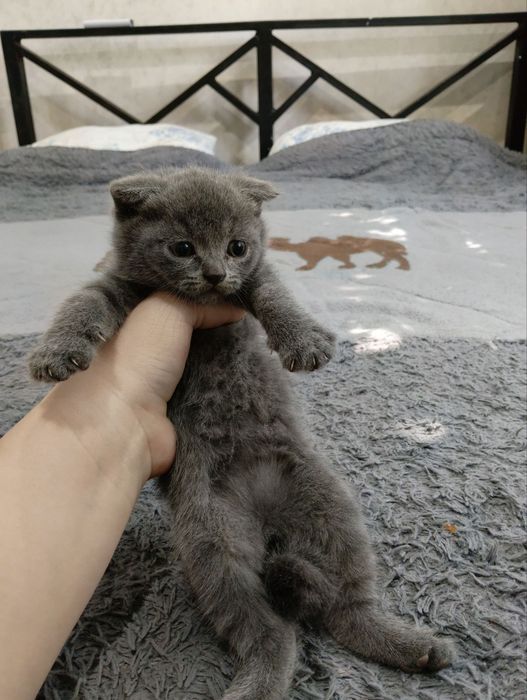 Продается котенок скотиш фолд мальчик