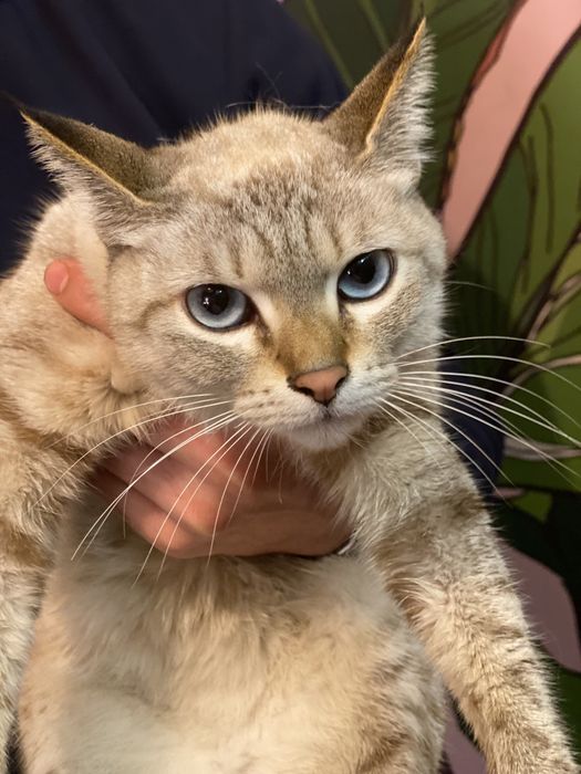 Thai va siam zoti aralash mushuk 7oyli qz bola tugmagan