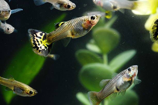 Продам гуппи рыбки мирные