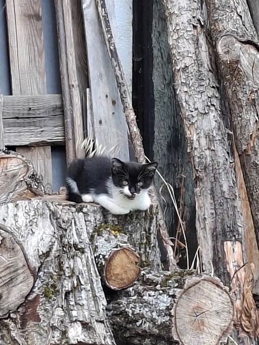 Спешно подарявам мъжко коте