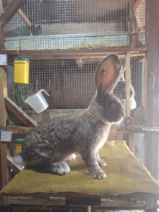 Mascul  uriaș german