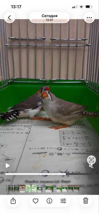 Амадинка Амадин Amadinka Amadin