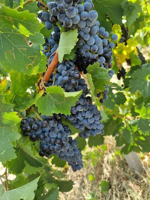 грозде сорт: МЕРЛО