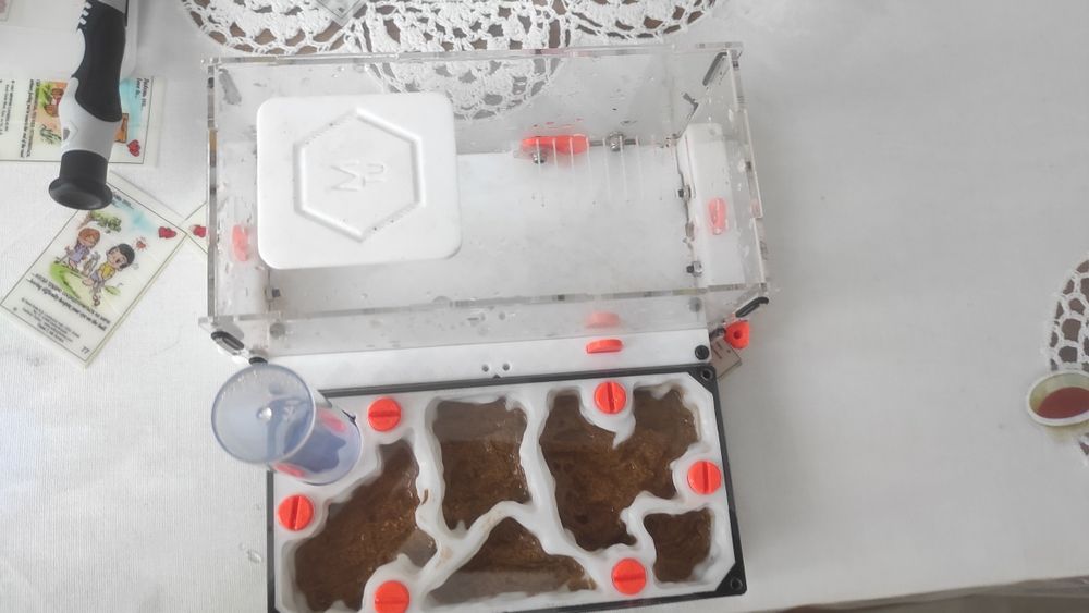 Муравьиная ферма