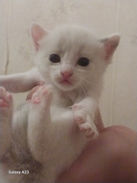 Отдам котят в добрые руки