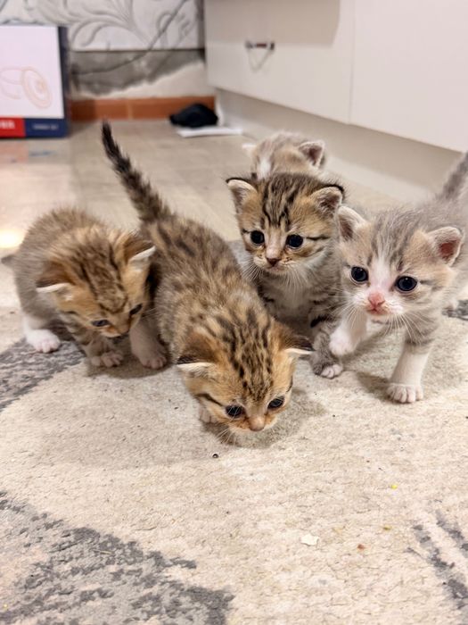 Породистые котята