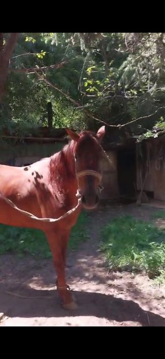 Продам Мерина 6 лет, Обучен