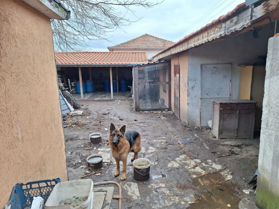 Немска овчарска породиста