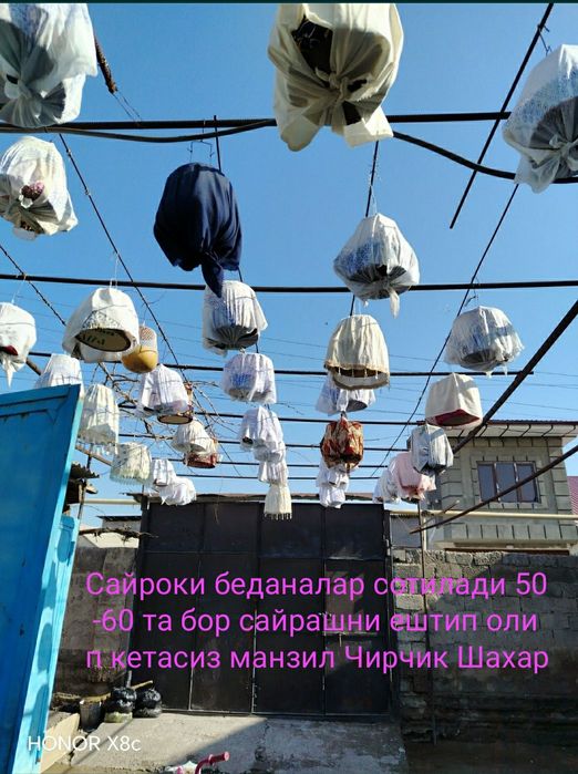 Bedana Sotiladi sayroqi 50-60 ta bor