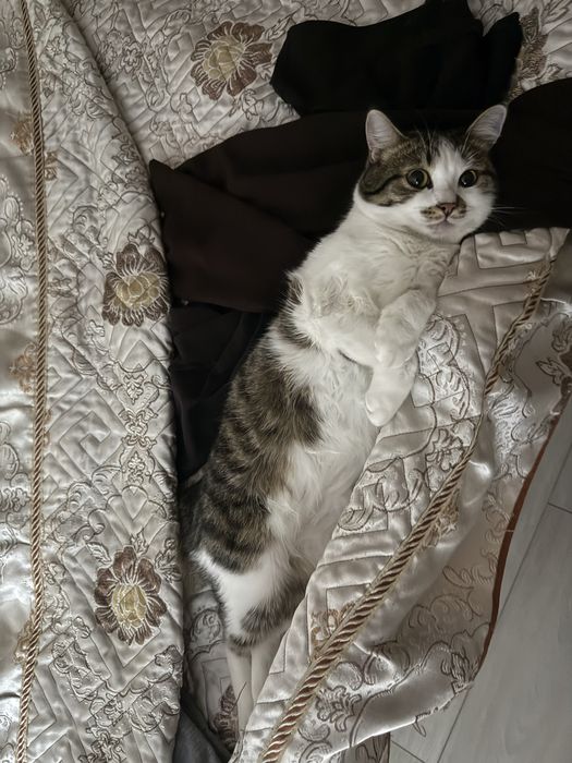 Отдам даром кота