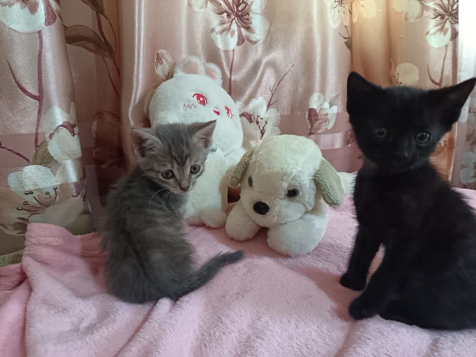 Отдаём котят, активных игривых