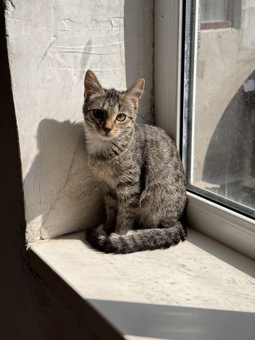 Котенок ласковая девочка