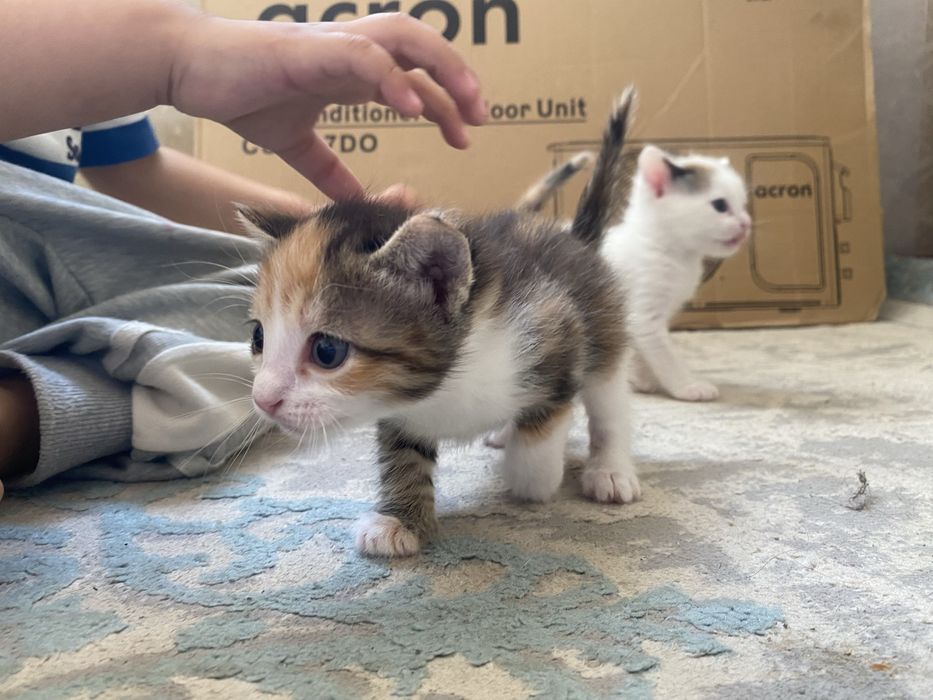 отдам котята бесплатно