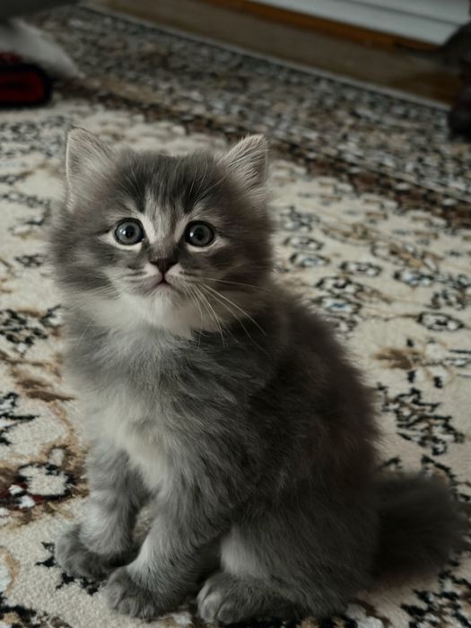 Родословный котёнок ищет заботливый дом