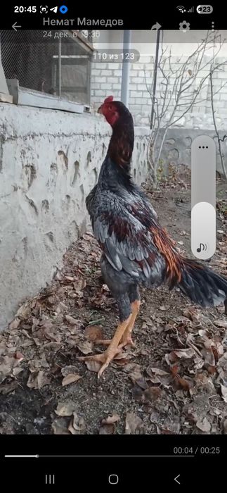 Хурозлар сотилади