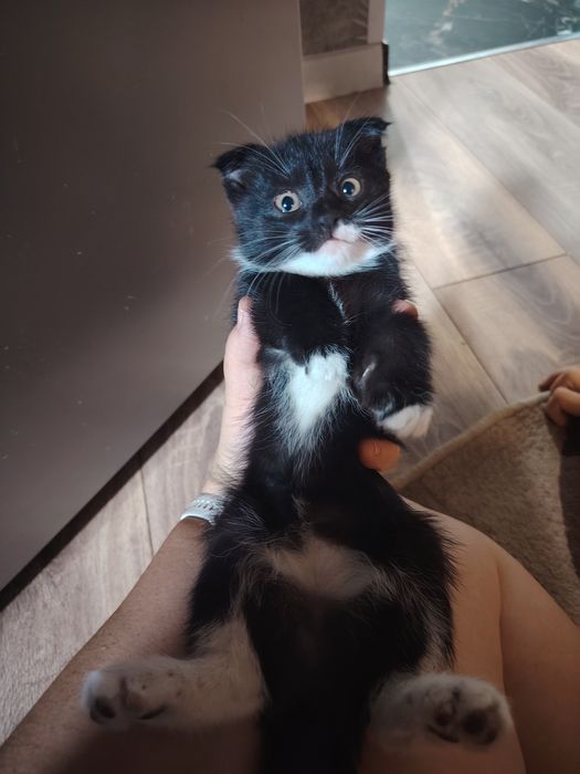 Отдам котят в хорошие руки