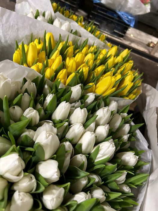 Тюльпаны , букеты не дорого