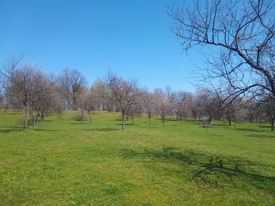 Livadă de pruni in munții Poiana Rusca/ Pietroasa/Fărășești/Timiș