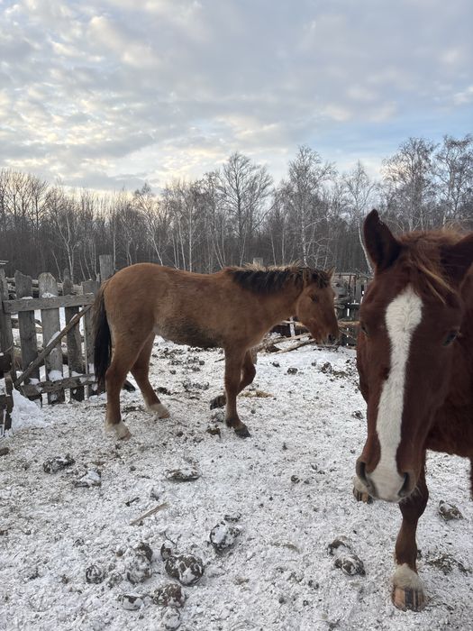 Срочно продам лошадей с откорма