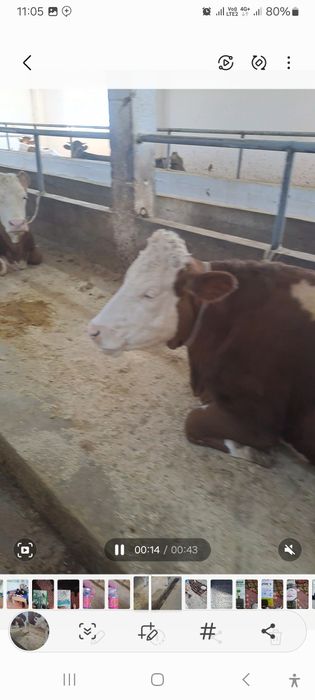 Saryog' sotiladi manashu sigirlarning yog'i 100 000 so'mdan kilosi