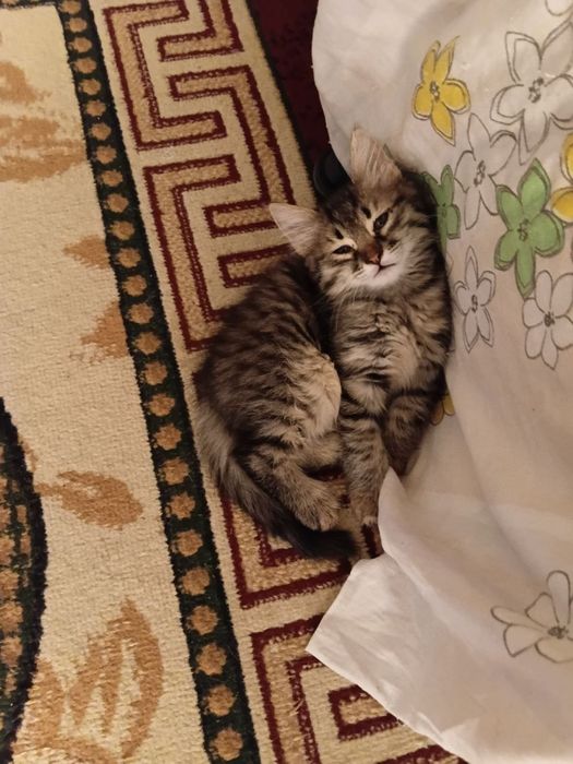 Отдам кошек в хорошие руки