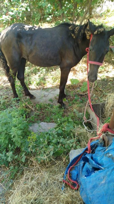 Вынужденый забой