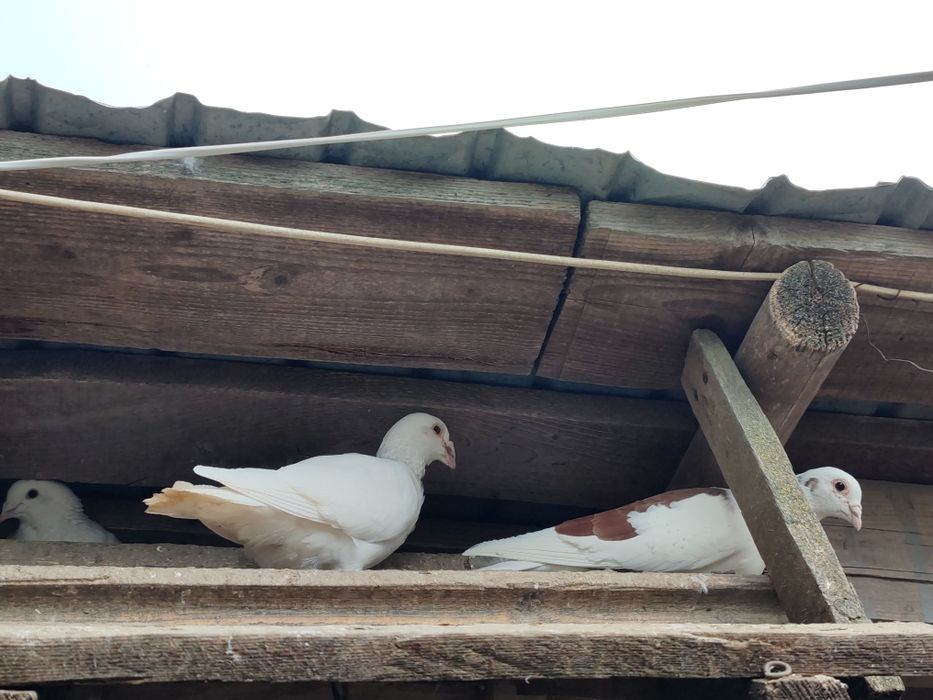 Vând porumbei voiajori