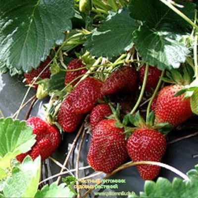 Продавам уникален разсад ягоди и малини