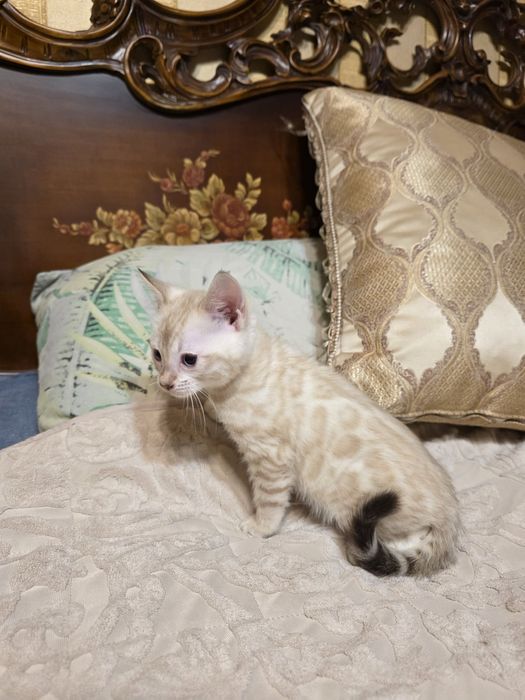 Бенгалски котета