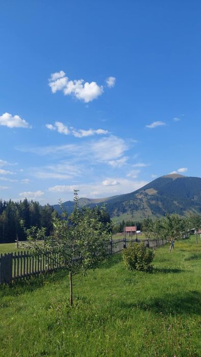 Vând miere ecologică de mană și polifloră, de munte din Vatra Dornei