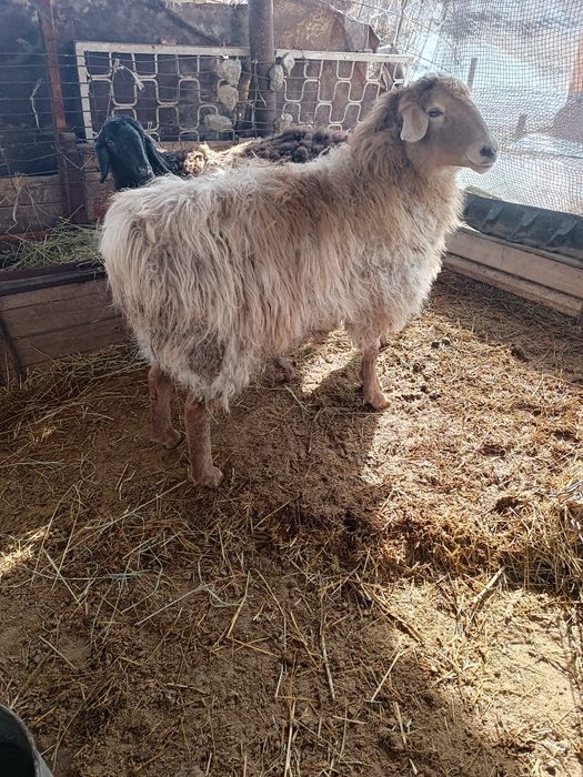 Продам двух маток