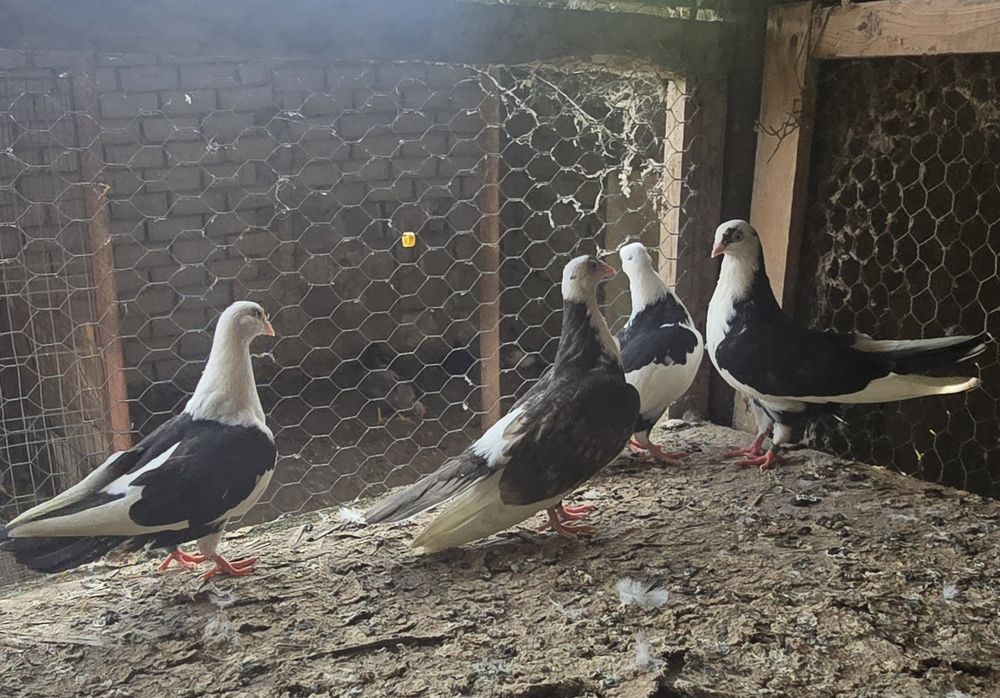 Vând porumbei jucători gălățeni