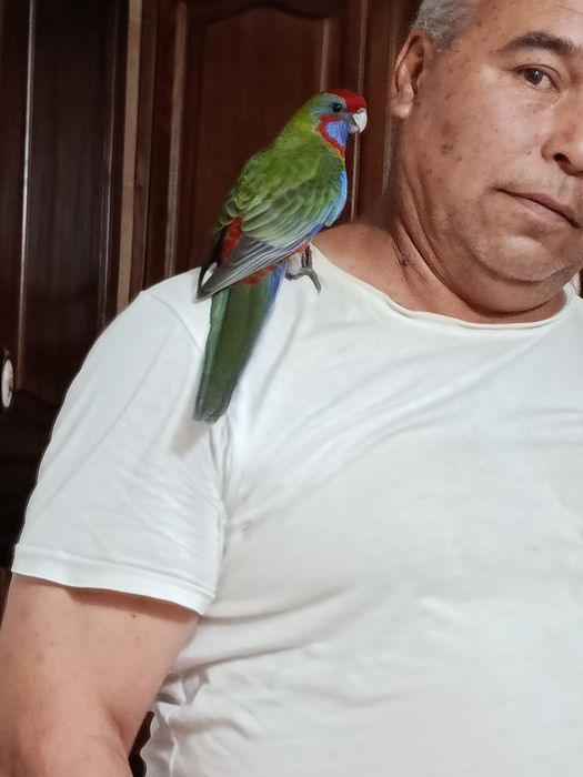 Продаётся пенантовая розелла