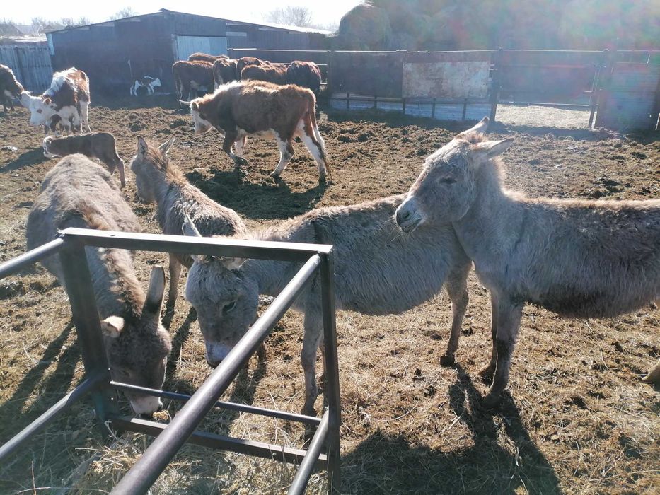 Есек сатылады екеу