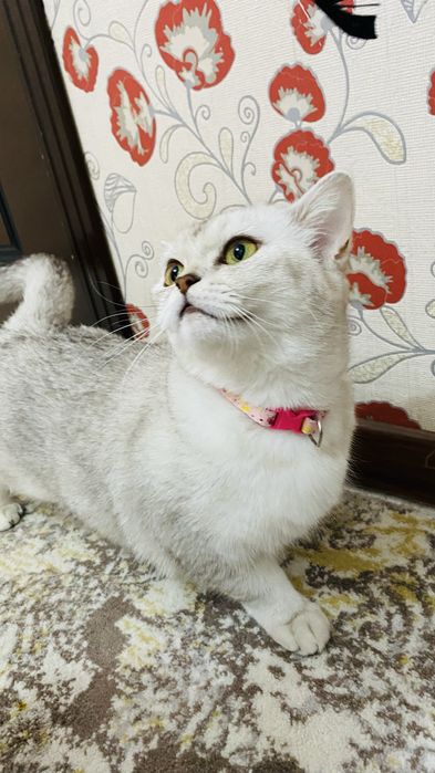 Mushuk sotiladi zoti: British Shorthair