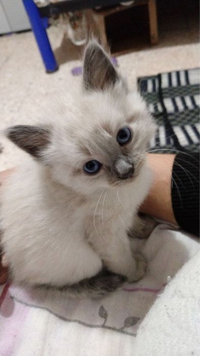 Есть Сиамская кошка