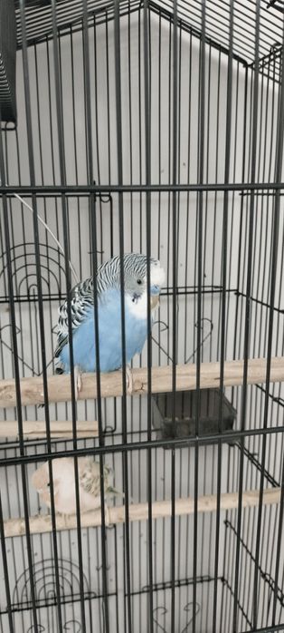 Большая клетка с попугаями