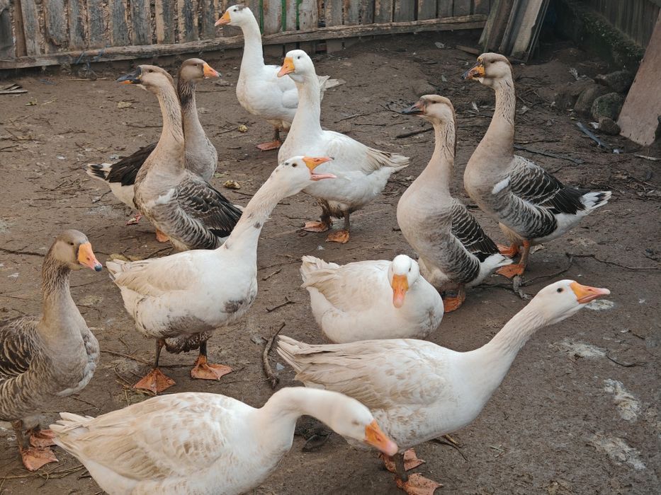 Gâscani metiși de kolos cu leseasca