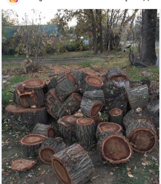 Продам дрова карагач