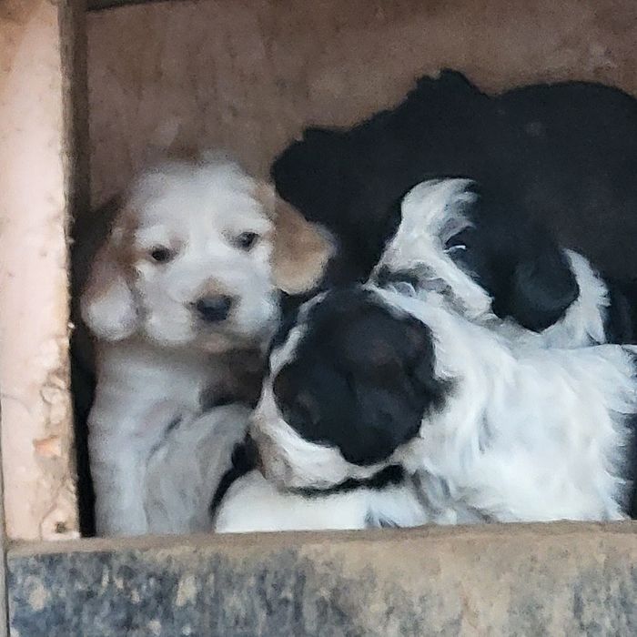 Продам охотничий шенки