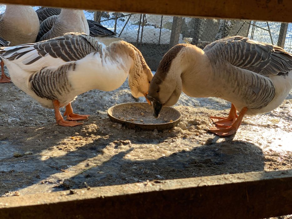 Capra alpină franceza, pereche gaste americane sau doar gansac, cocosi