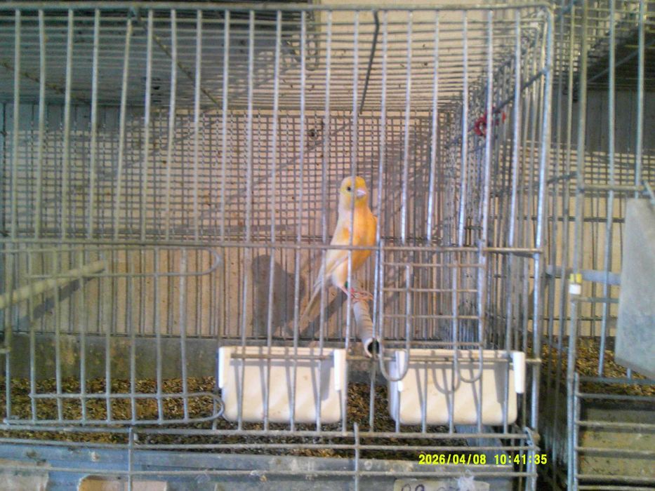 Канарчета Орфей