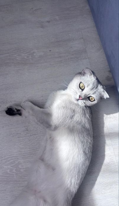 Продается шотландская шиншилла