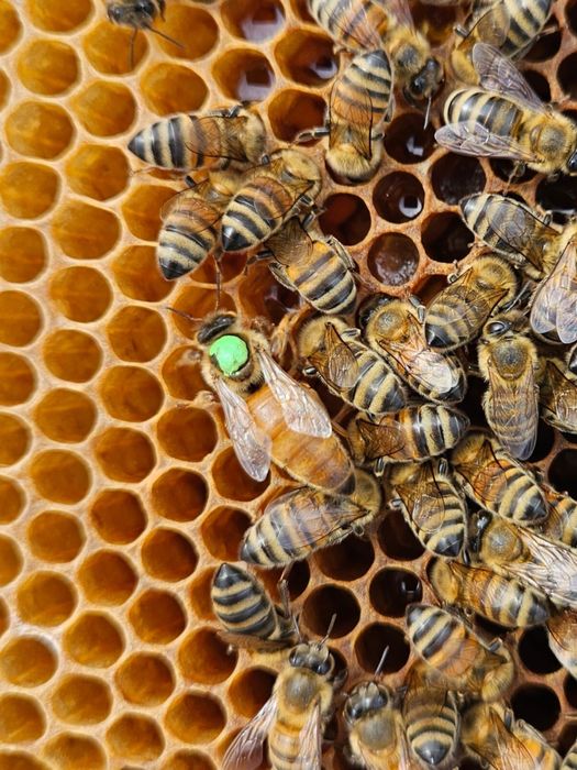 Miere naturală românească – direct de la sursă!