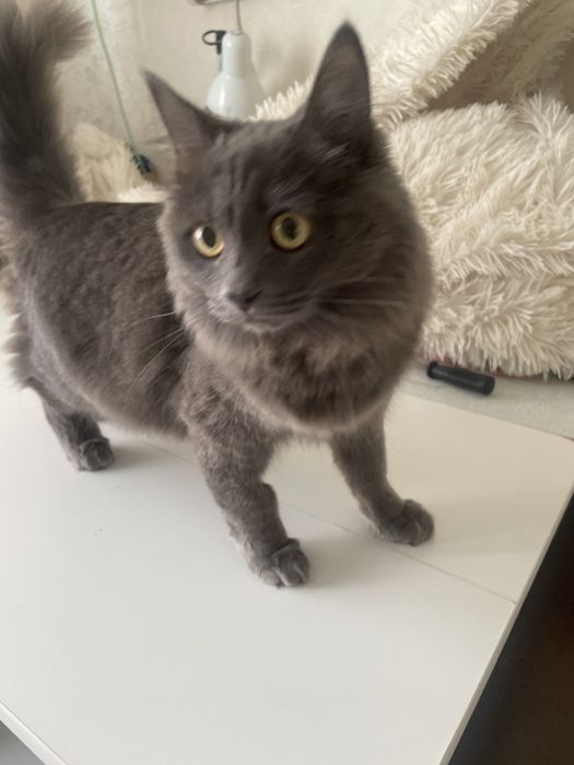 Отдам котенка в добрые руки