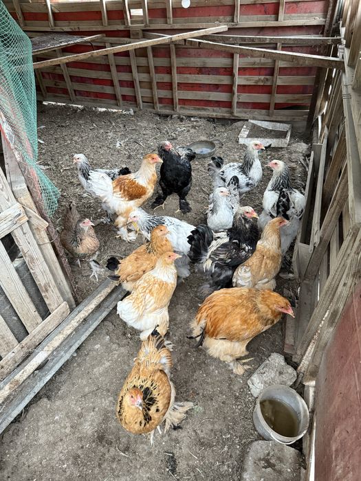 Куры породы Брама