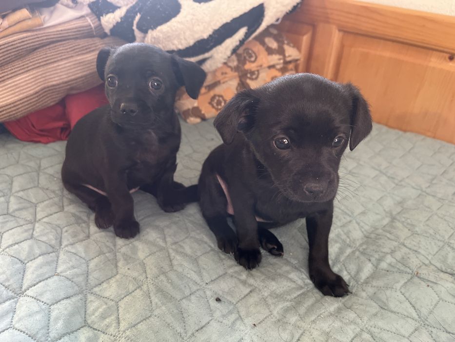 Продавам пинчери